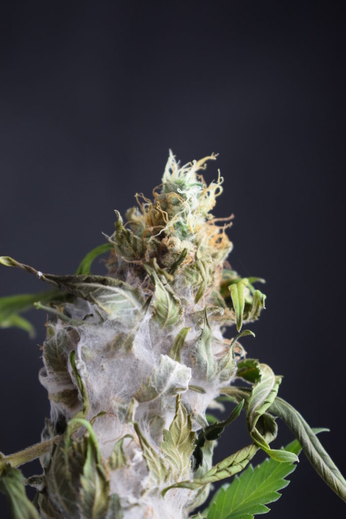 Marijuana flower with molds