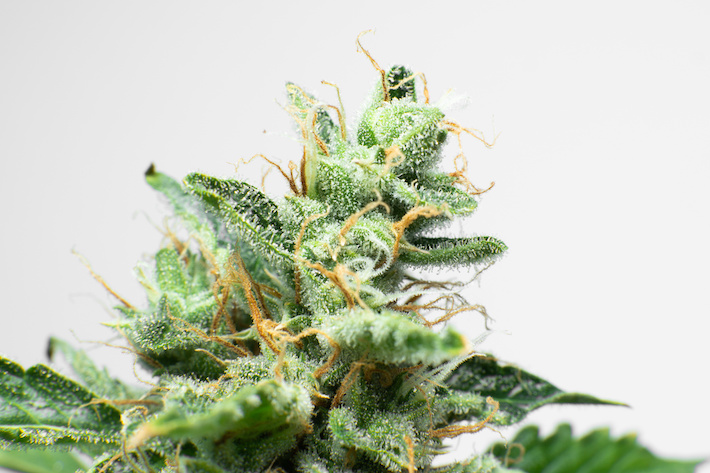 CBDA rich cannabis plant