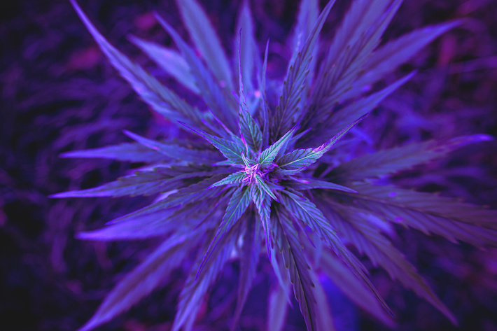 Marijuana plant rich in CBN cannabinoid