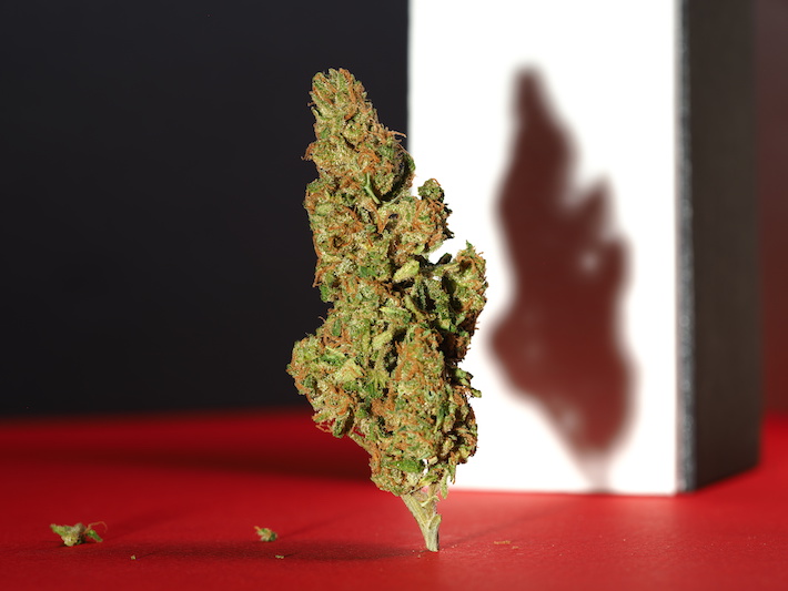 Cannabis flower in red background