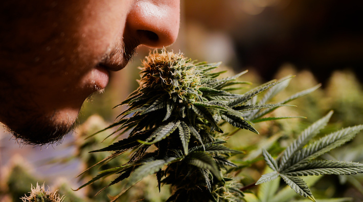 Smelling cannabis flower for signs of expiration