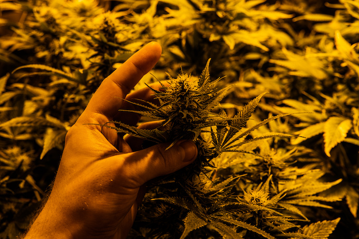 Marijuana legally grown in Ohio farms