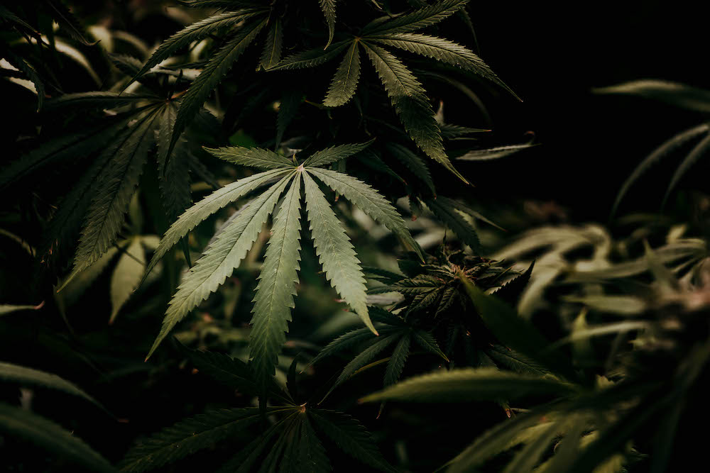 High-THC marijuana plant outdoor