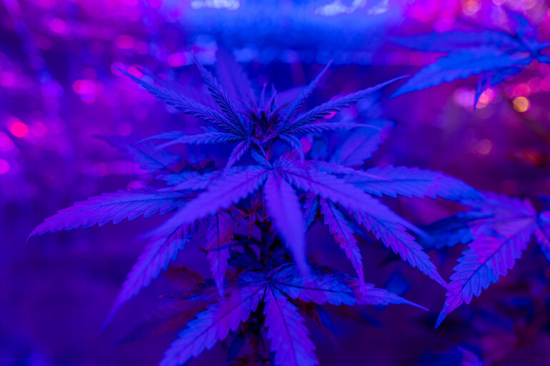 Marijuana plant rich in THCjd cannabinoid