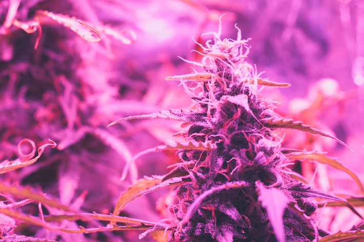 Growing a high THC cannabis plant