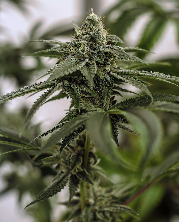 Cannabis flower grown in Pennsylvania