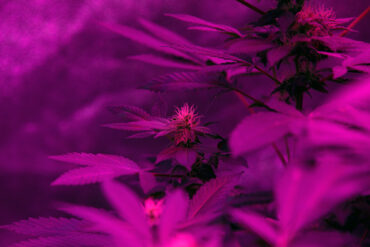 Cannabis plant rich in THCO and THCP cannabinoids