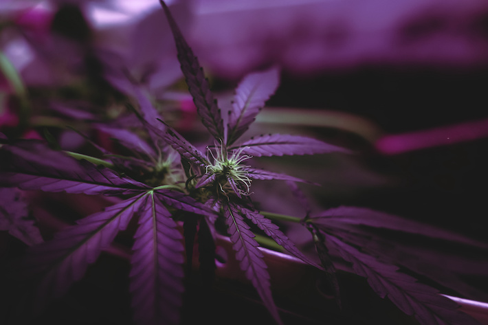 Close up shot of cannabis flower purple strain