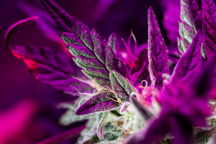 Cannabis flower rich in delta-8 and delta-9 THC