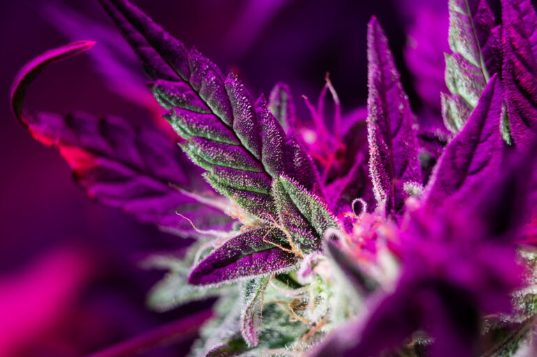 Cannabis plant rich in HHC and THC cannabinoids