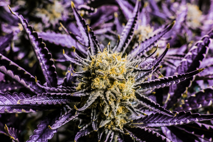 Purple strain of medical marijuana sold in California