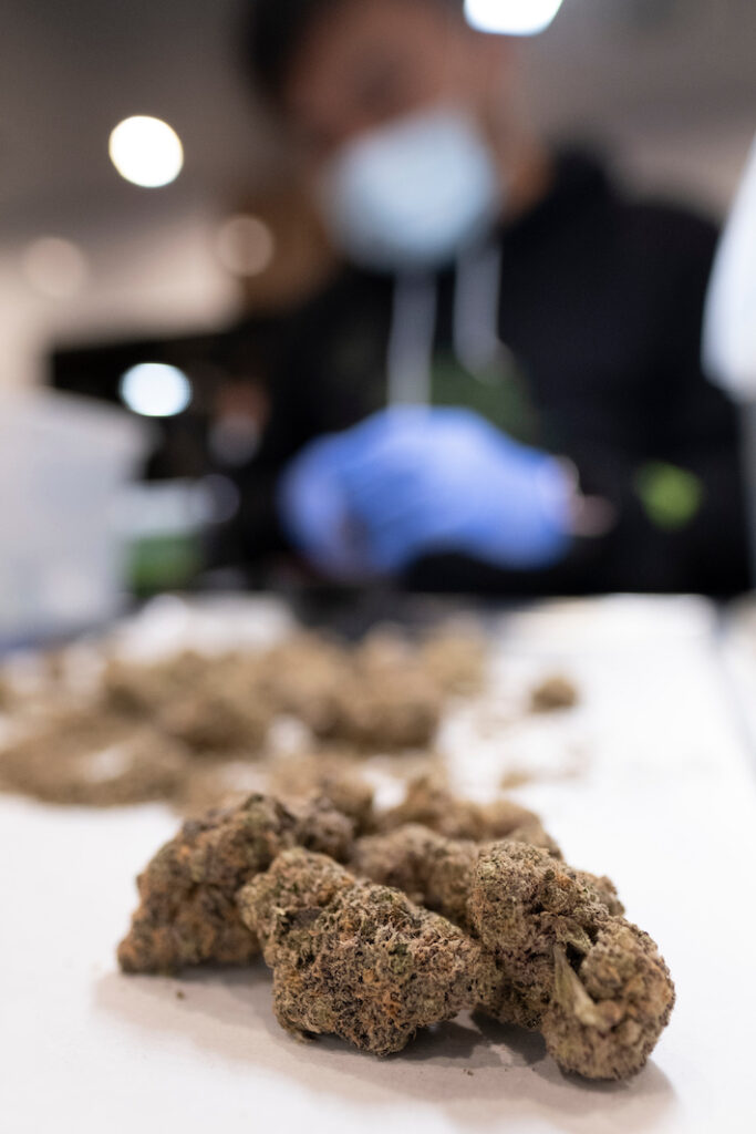 Budtender trimming medical cannabis flower grown in New Jersey