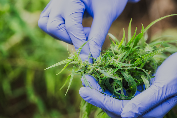 Researcher analyzing cannabis plant rich in THCjd cannabinoid