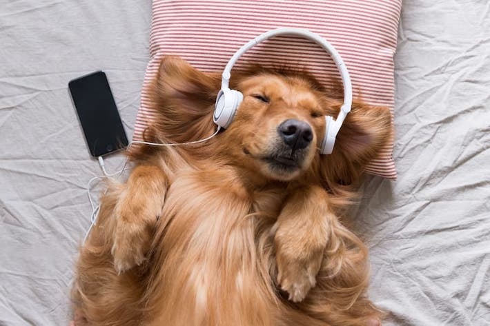 Dog listening to music funny