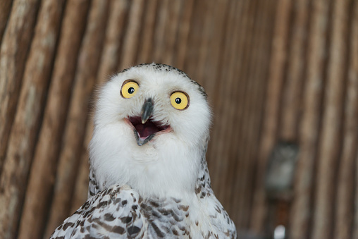Funny white owl bird