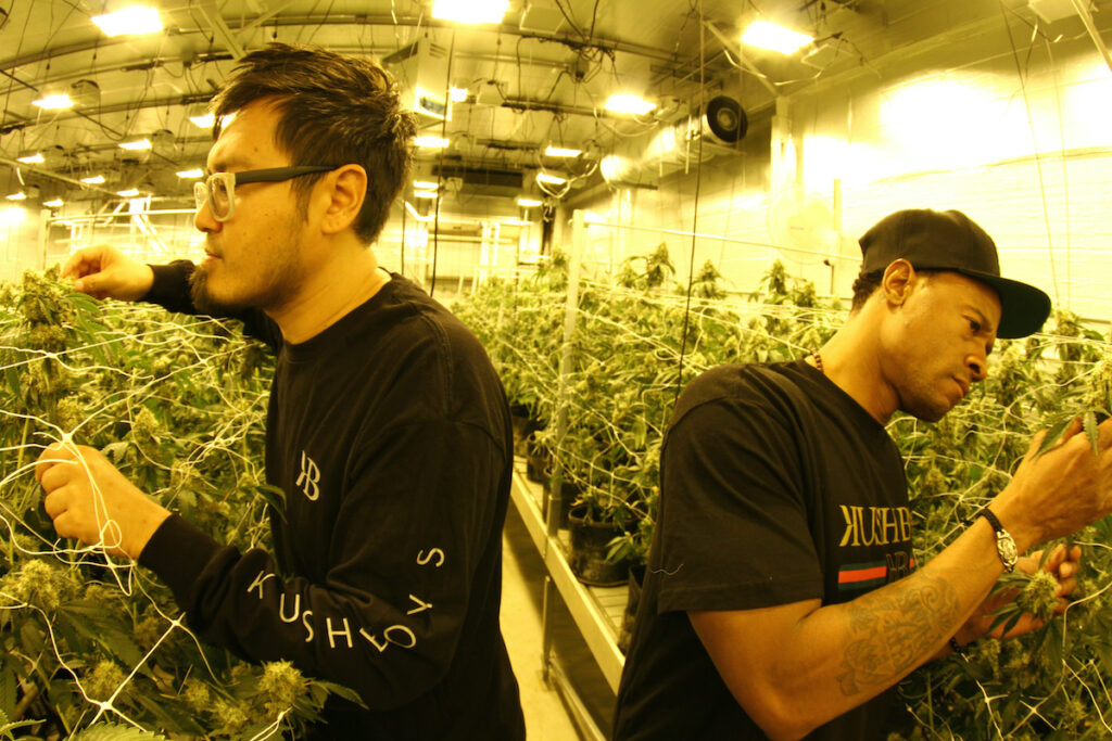 Two men inspecting marijuana plants at an indoor cultivation facility