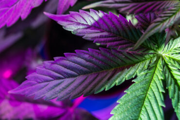 Cannabis leaf with cannabinoids
