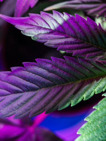 Cannabis leaf with cannabinoids