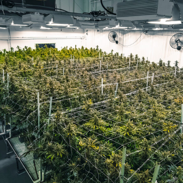 Indoor commercial cannabis facility
