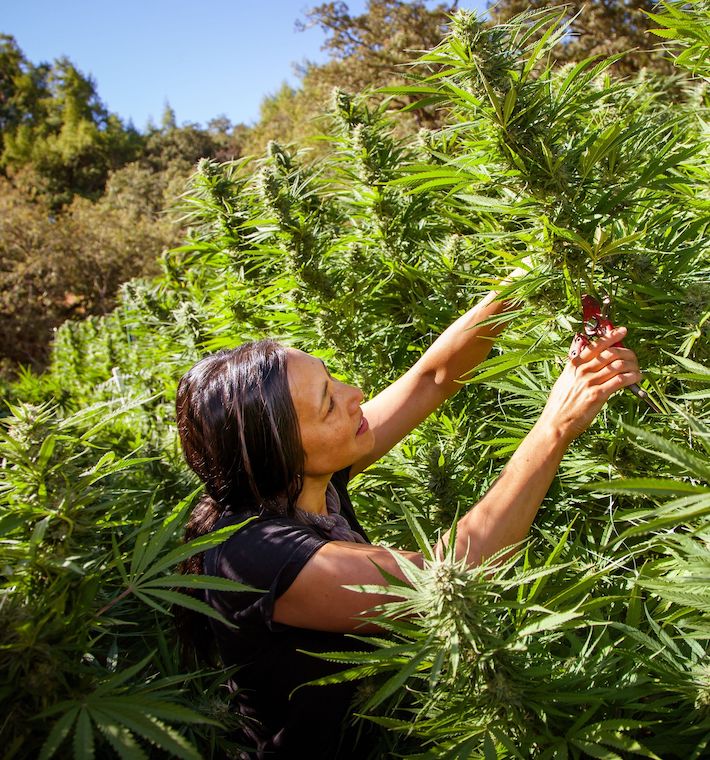 Trimming cannabis flower in sunny California
