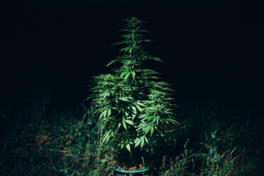 Growing marijuana at night under the moon