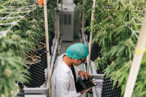 Cannabis researcher using data to analyze cultivation methods