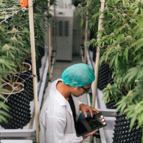 Cannabis researcher using data to analyze cultivation methods