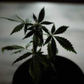 Marijuana plant growing in a pot