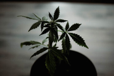 Marijuana plant growing in a pot