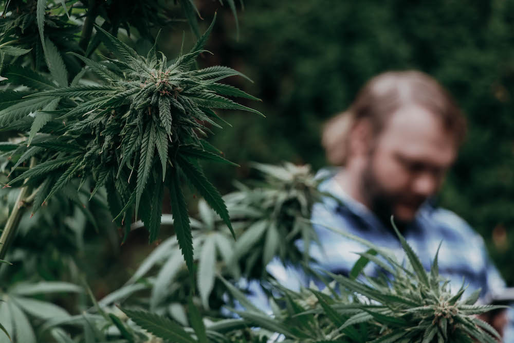 Farmer cultivating marijuana plants for extracting THC