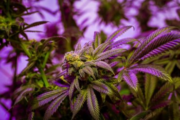 Marijuana strain with THCB cannabinoid