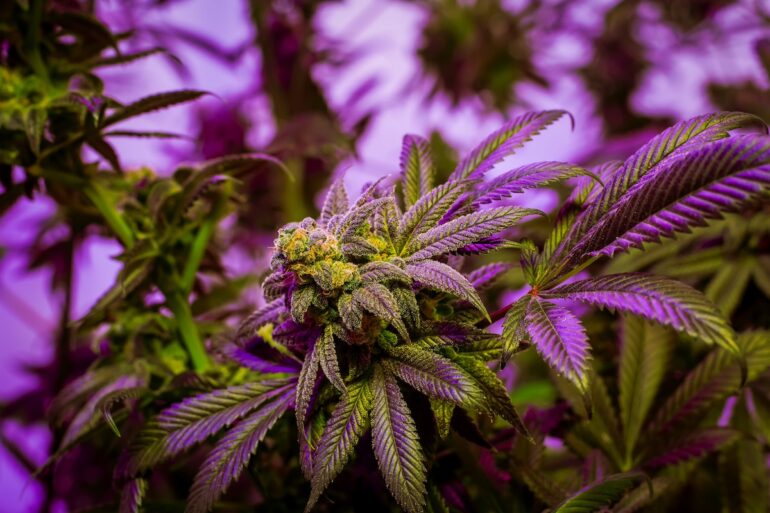 Marijuana strain with THCB cannabinoid