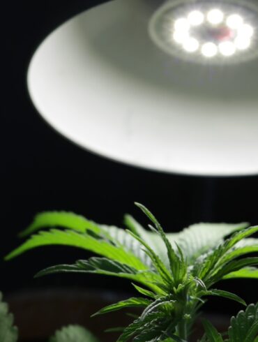 Cannabis plant growing indoor