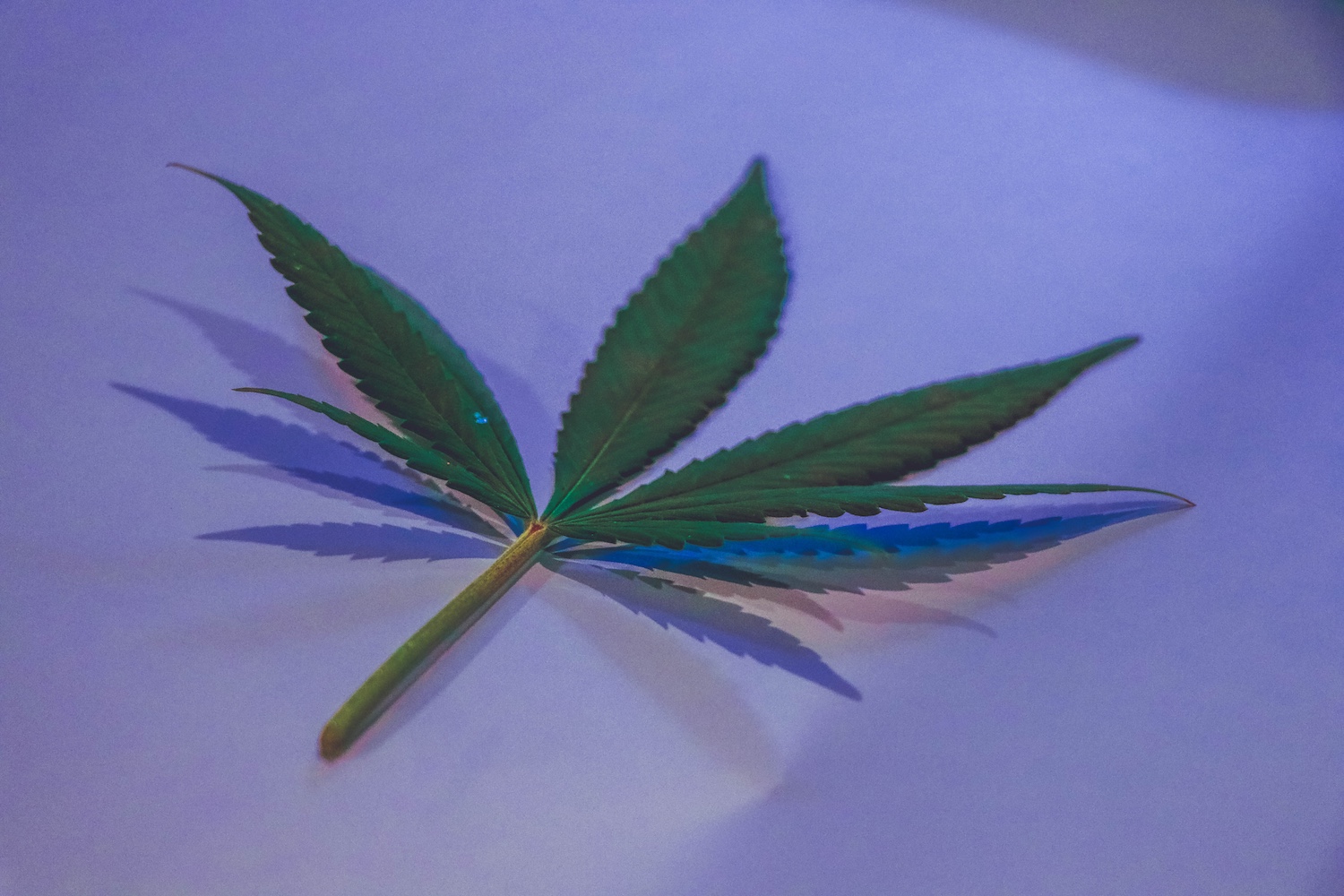 Cannabis leaf on a purple background