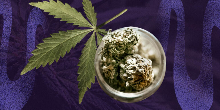 Cannabis plant rich in CBN cannabinoid