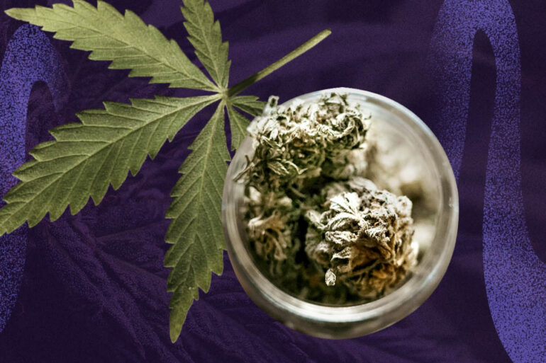Cannabis plant rich in CBN cannabinoid