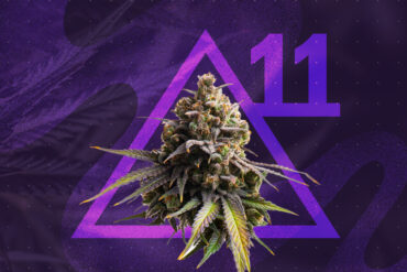 Illustration of delta-11 THC with marijuana leaf