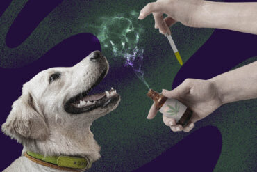 Giving hemp oil product to a dog