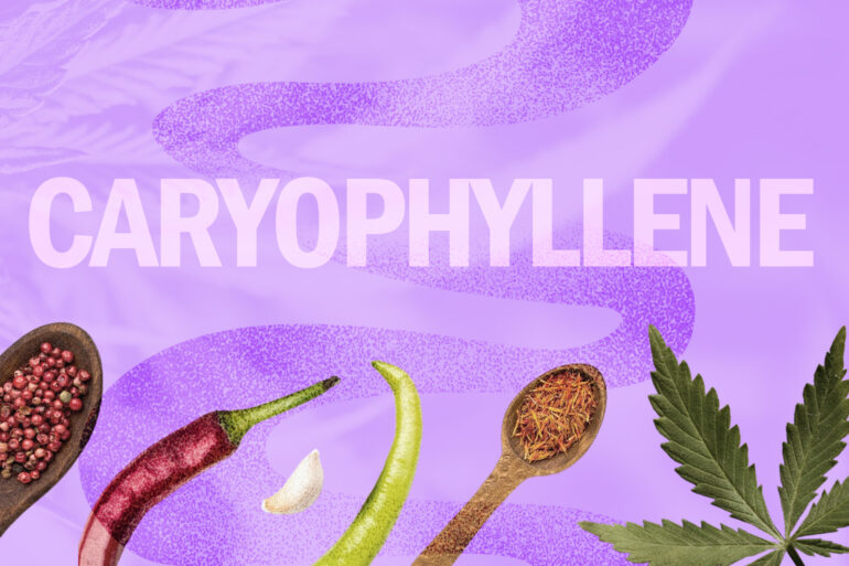 Caryophyllene terpene in natural foods and cannabis strains