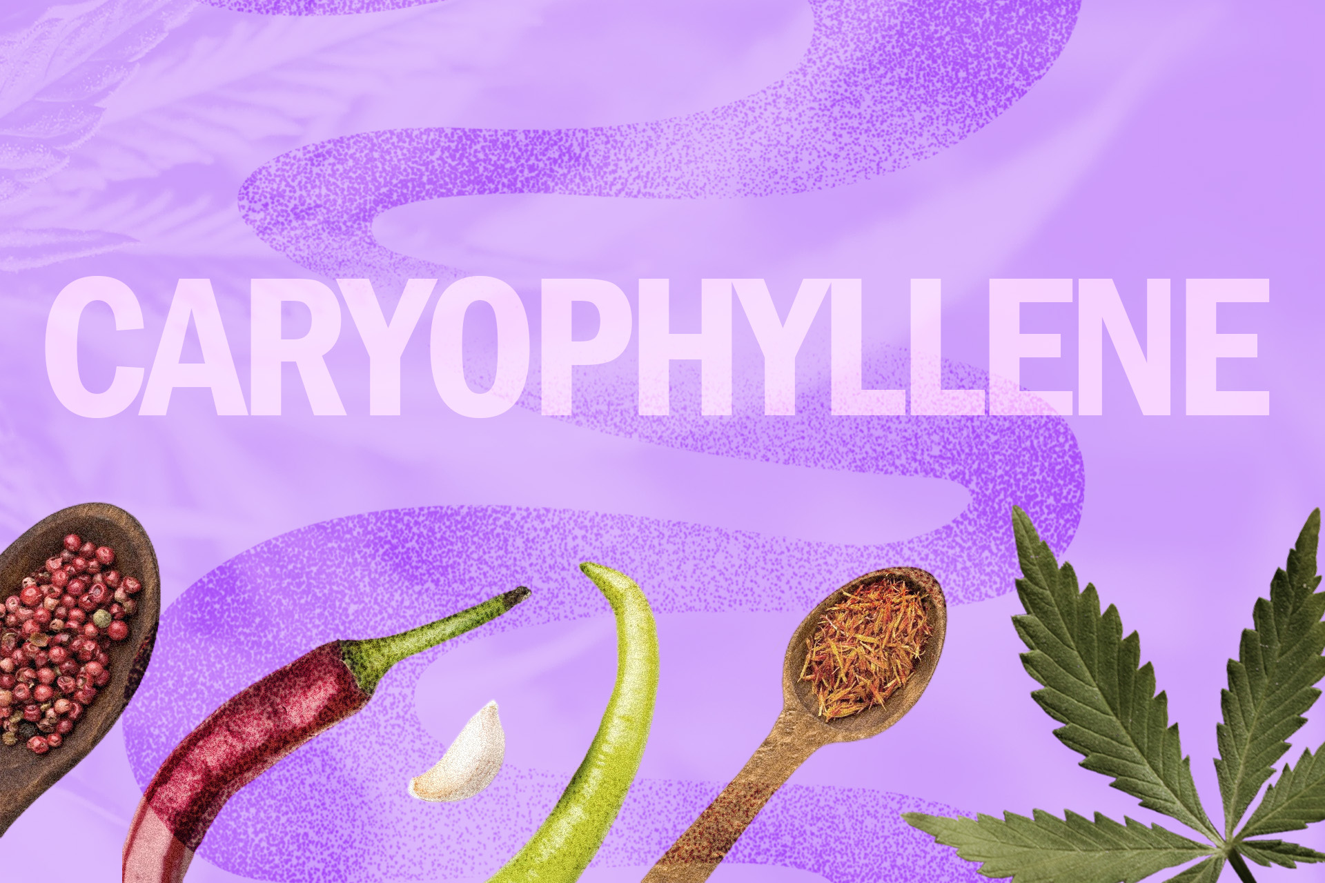 Caryophyllene Terpene Effects Benefits And Strains 8521