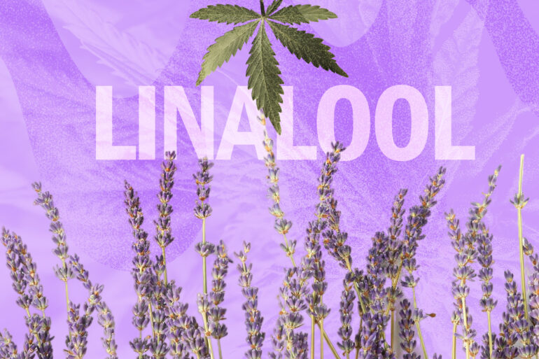 Linalool terpene found in lavender plants