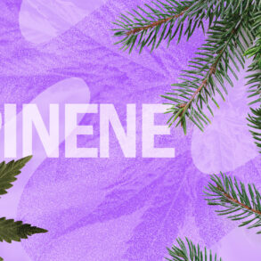 Pinene rich cannabis strains and natural plants