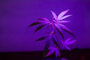 Legal marijuana plant in purple backdrop