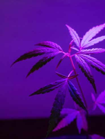 Legal marijuana plant in purple backdrop