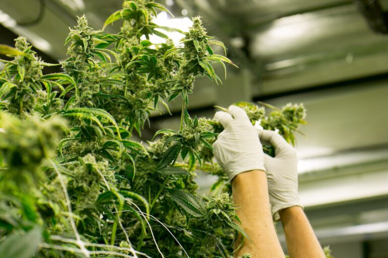 Hand trimming marijuana flower