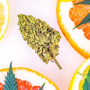 Cannabis bud with lemon fruit