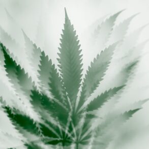 Cannabis legalization